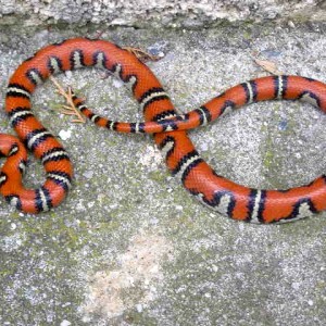 lampropeltis ruthveni aberrante 2
