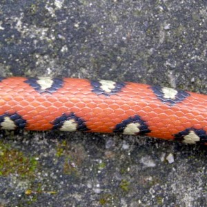 lampropeltis ruthveni aberrante5