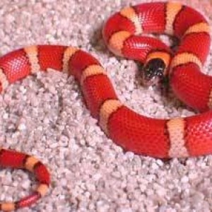 Lampropeltis triangulum annulata 'pin stripped'