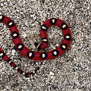 Lampropeltis triangulum annulata spotted