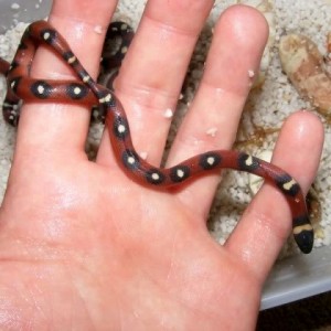 Lampropeltis triangulum annulata spotted