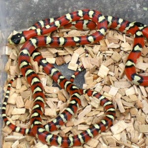 Lampropeltis Pyromelana spotted