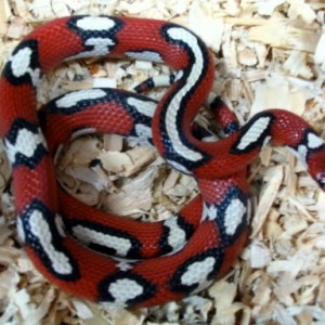 Lampropeltis triangulum temporalis aberrante