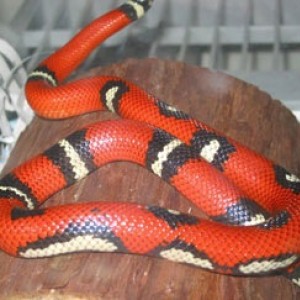 sinaloae aberrante 2