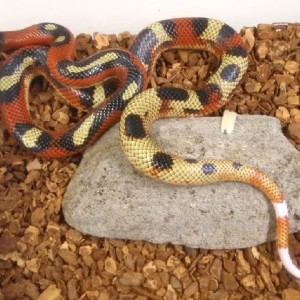 sinaloae aberrante 3