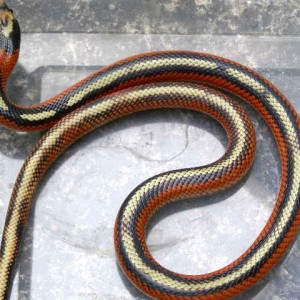 sinaloae aberrante striped 2