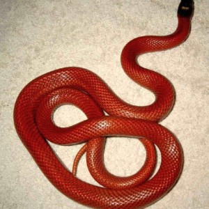 sinaloae patternless 2