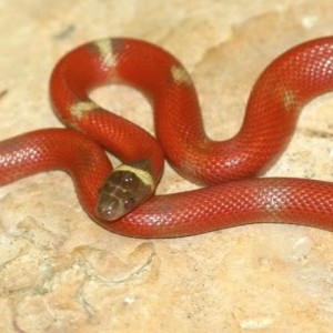 sinaloae patternless hypo