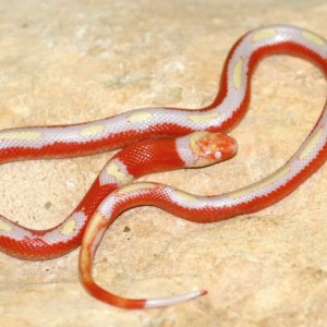 sinaloae splotched albino
