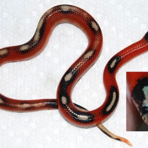 sinaloae splotched applegate 2