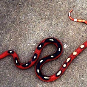 sinaloae splotched applegate