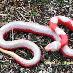 sinaloae striped albino
