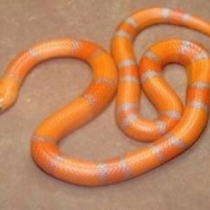 Hondurensis Aberrant Extreme Reverse Hypo