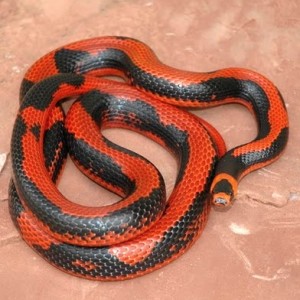 Hondurensis Aberrant