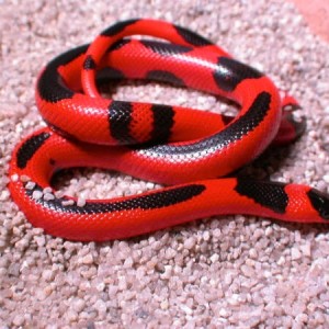 hondurensis aberrante hypereritristica