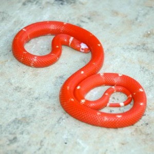 hondurensis patternless albino