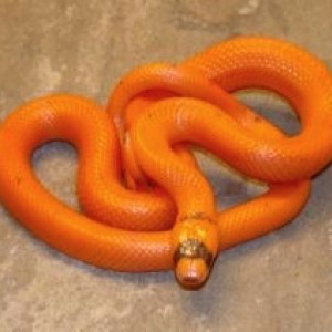 Hondurensis Patternless Hypo