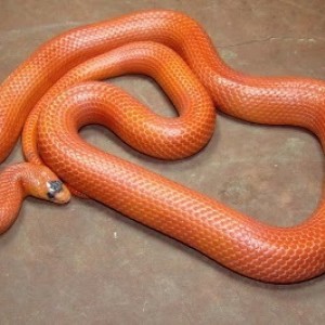 Hondurensis Patternless+Extreme+Hyp