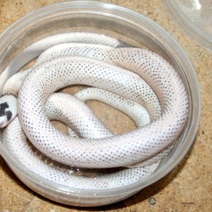 hondurensis salt and pepper