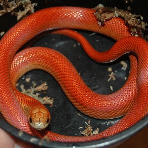blaze goini 2