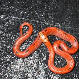 blaze goini 3