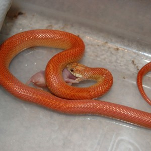 blaze goini