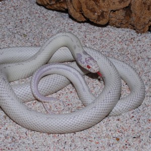 Californiae Albino white 2