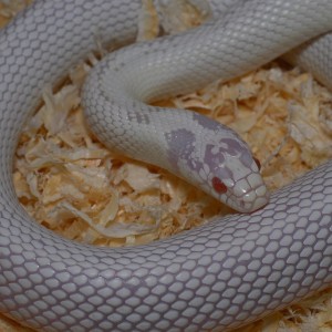 Californiae Albino white 3