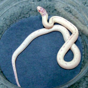 Californiae Albino white