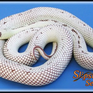 high white californiae 2