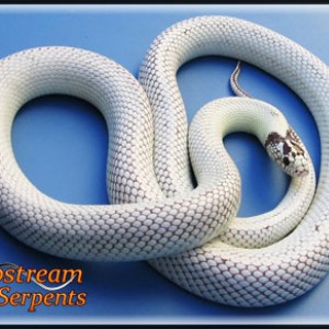 high white californiae