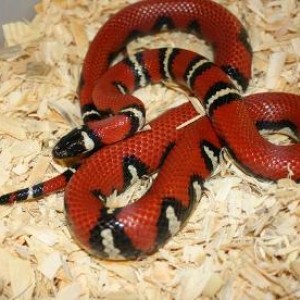 DIABLO PHASE ruthveni