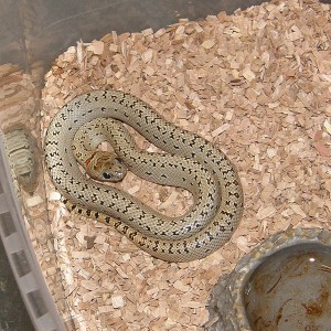 thayeri speckled leopard