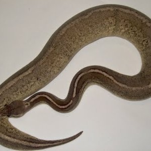 phoca thumb l Black Pewter paradox (9)