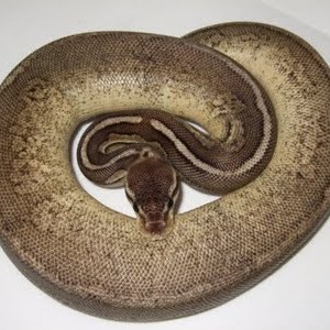 phoca thumb l Black Pewter paradox