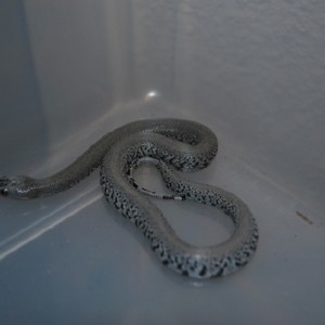 Alterna patternless 1