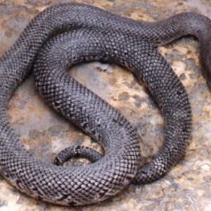 Alterna patternless 2