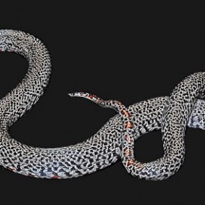 Speckled Mex Mex King