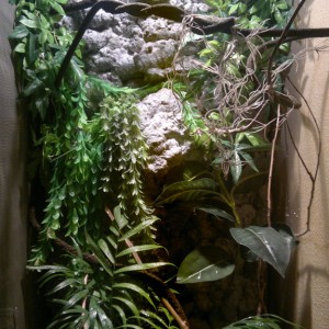 instalacion camaleon