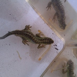 Ommatotriton ophryticus nesterovi