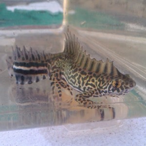 Ommatotriton ophryticus nesterovi