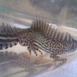 Ommatotriton ophryticus nesterovi