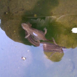 Ommatotriton ophryticus nesterovi