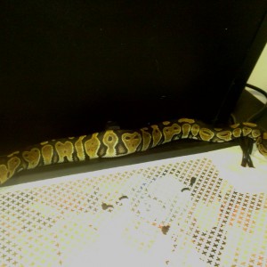 Mi regius y yo nos presentamos.