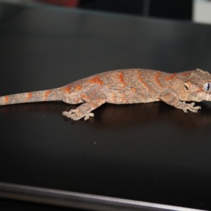 Macho Auriculatus 6meses=P