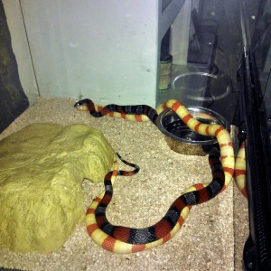 ruthveni x alterna 1