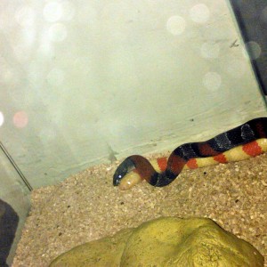 ruthveni x alterna 2