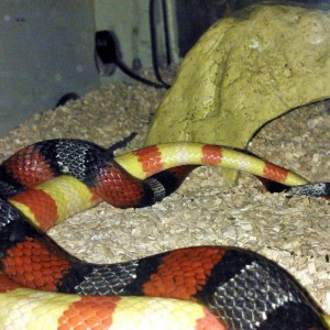 ruthveni x alterna 3