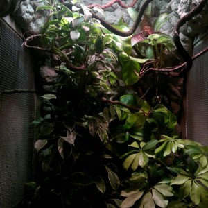 instalacion camaleon 2