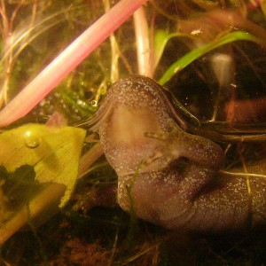 Hynobius dunni, macho.